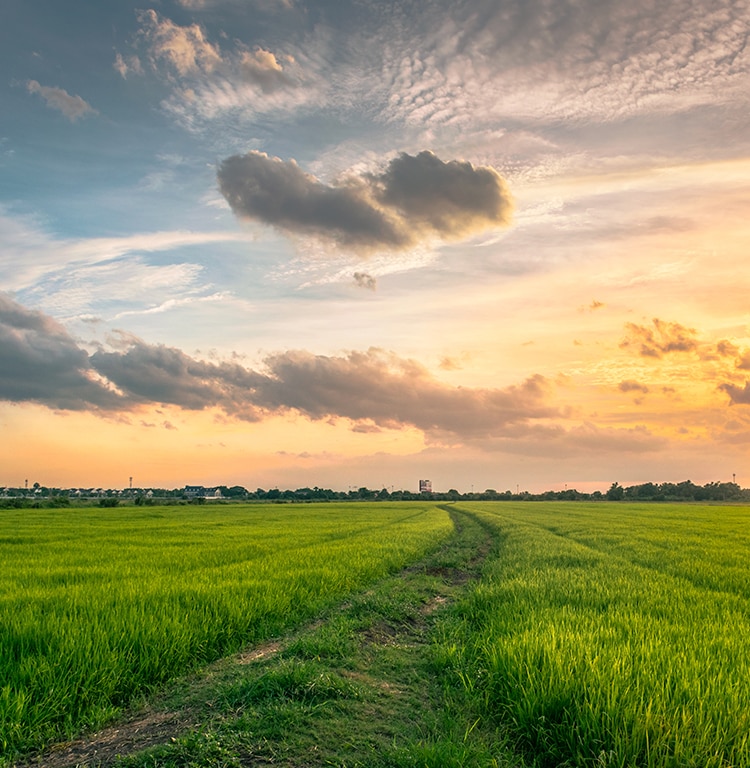 An open field on the sunset (mobile view)